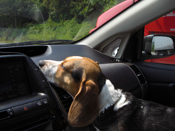 Hot Dog in Car
