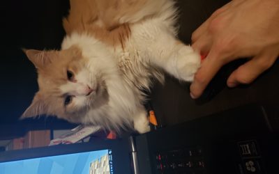 Lost Cat, Long hair white and orange