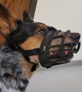 Can you put a shop muzzle on a puppy