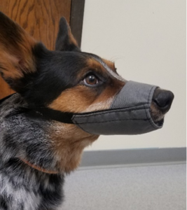 Putting muzzle on store dog