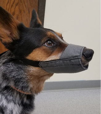 dog muzzle for aggressive dog